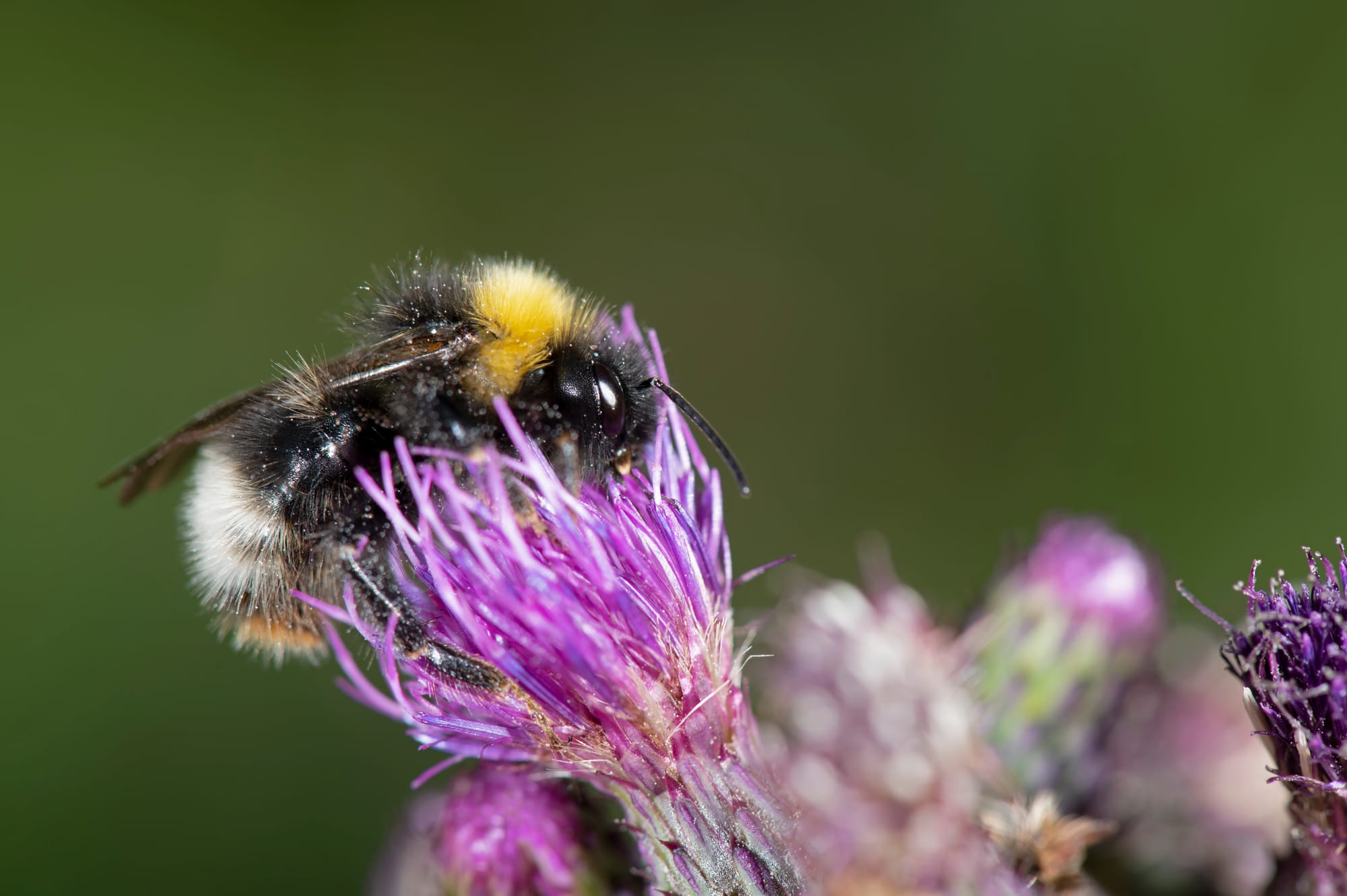 Api e farfalle a rischio, una coalizione nazionale per salvare gli impollinatori