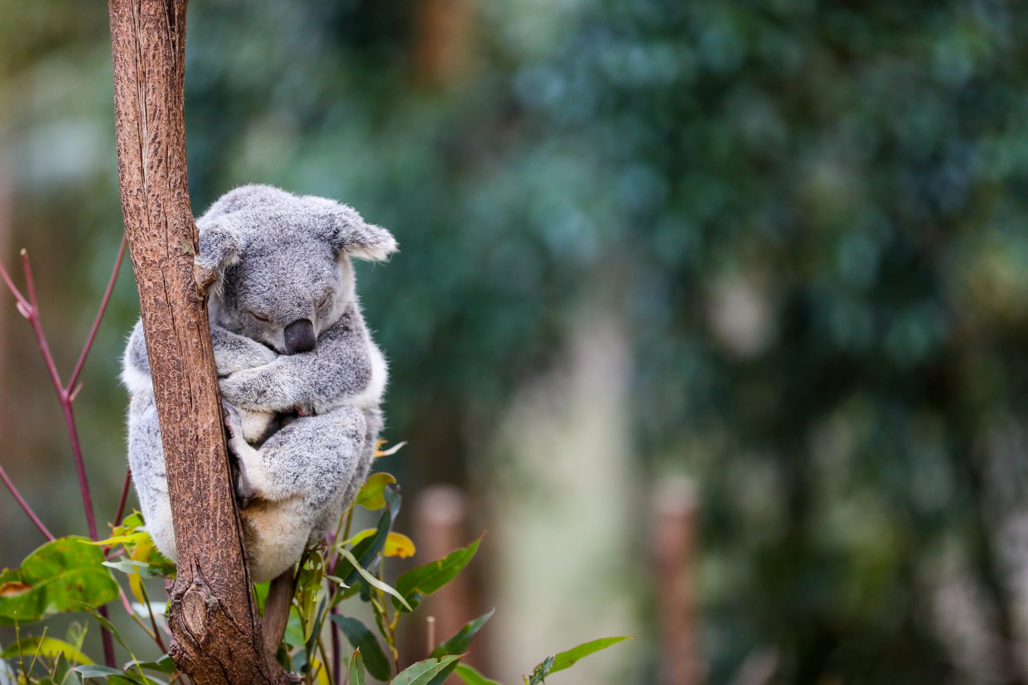Australia, per salvare i koala nasce un grande parco nazionale