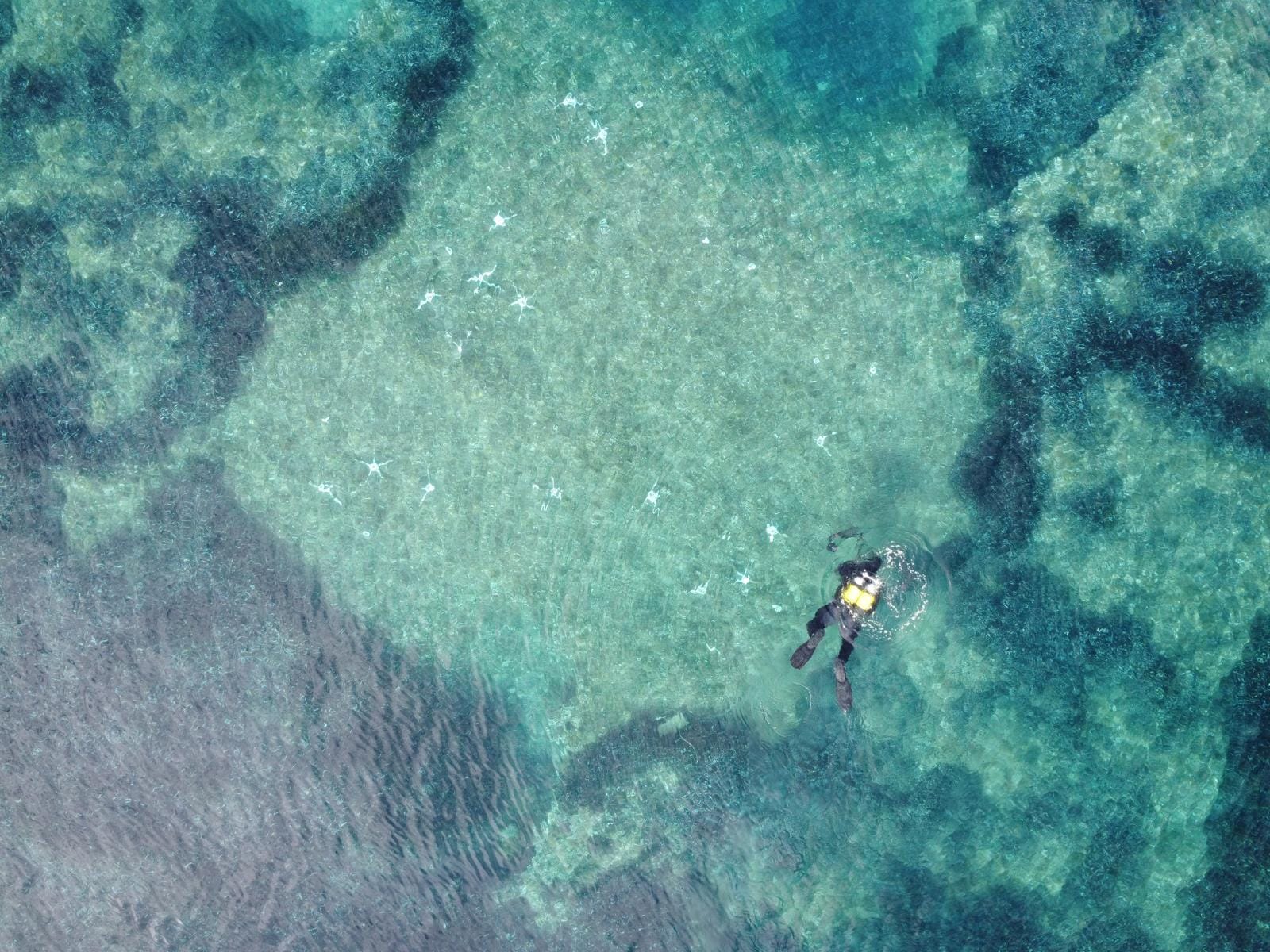 Con Ispra per salvare le praterie di Posidonia oceanica