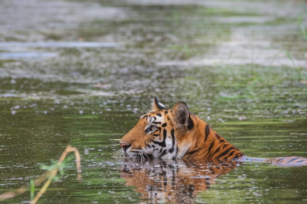 Storia di Gamma, un cucciolo di tigre che alimenta la speranza in Thailandia post image